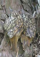 Birds of Extremadura, Spain - Short-toed Treecreeper © John Muddeman